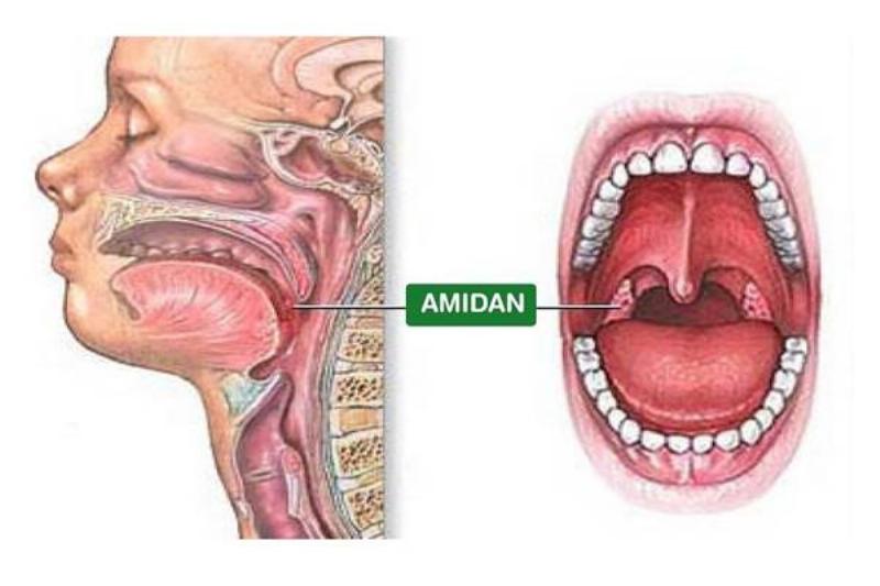 Hinh anh cau tao amidan va hong giup hieu ro vi tri amidan